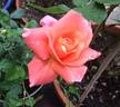 Elizabeth of Glamis ® rose photo