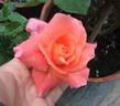 Elizabeth of Glamis ® rose photo
