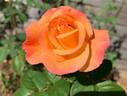 Australian Gold ® rose photo
