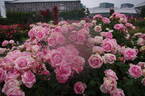 History rose photo