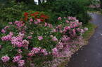 Princess Babylon rose photo