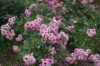 Princess Babylon rose photo