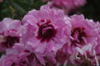 Princess Babylon rose photo