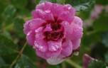 Princess Babylon rose photo
