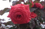 Lady Rose rose photo