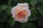 Kotone rose photo