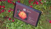 Nishiki rose photo