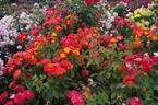 Nishiki rose photo