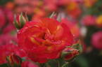 Nishiki rose photo