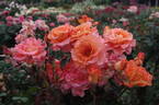 Königin Beatrix ® rose photo