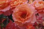 Königin Beatrix ® rose photo
