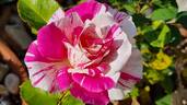 Berlingot rose photo