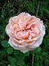 Antico Amore rose photo