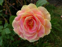 Calico rose photo