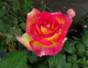 Pacific Celebration rose photo
