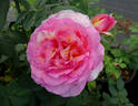 Candice rose photo