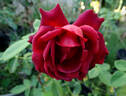 Chocolate Sundae ™ rose photo
