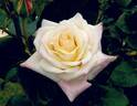 Highness Ai rose photo