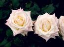 Highness Ai rose photo