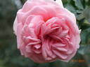La Fontaine aux Perles rose photo