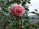 La Fontaine aux Perles rose photo