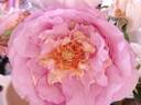 Souvenir de Louis Amade ® rose photo