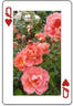 Diane Boyd rose photo