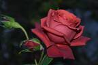 Terracotta rose photo