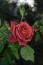 Terracotta rose photo