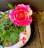 Peppermint Parfait rose photo