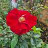 Emily Davies rose photo