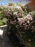 Jeanne La Joie rose photo