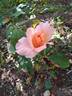 Rita Levi Montalcini rose photo