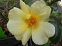 Apple Jack rose photo