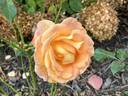 Day Breaker ™ rose photo