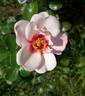 HARzimlet rose photo