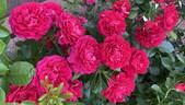 Madrigal rose photo