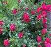 Madrigal rose photo
