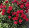Madrigal rose photo