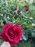 Madrigal rose photo