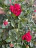 Madrigal rose photo