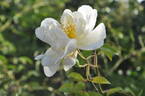 Direktor Benschop rose photo