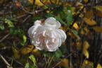 Mademoiselle de Sombreuil rose photo
