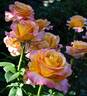 Adolph Horstmann rose photo