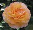 Adolph Horstmann rose photo