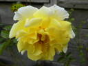 Yellow Submarine rose photo