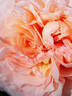 MEIffable rose photo