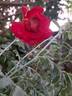 Yvette Horner rose photo