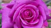 Chartreuse de Parme rose photo