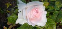 Bridal Pink ™ rose photo